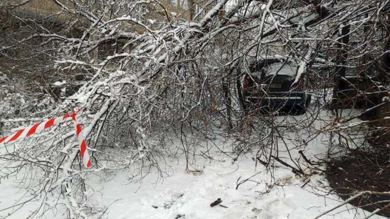 Ձյան առատ տեղումների հետևանքով Երևանում ծառեր են տապալվել